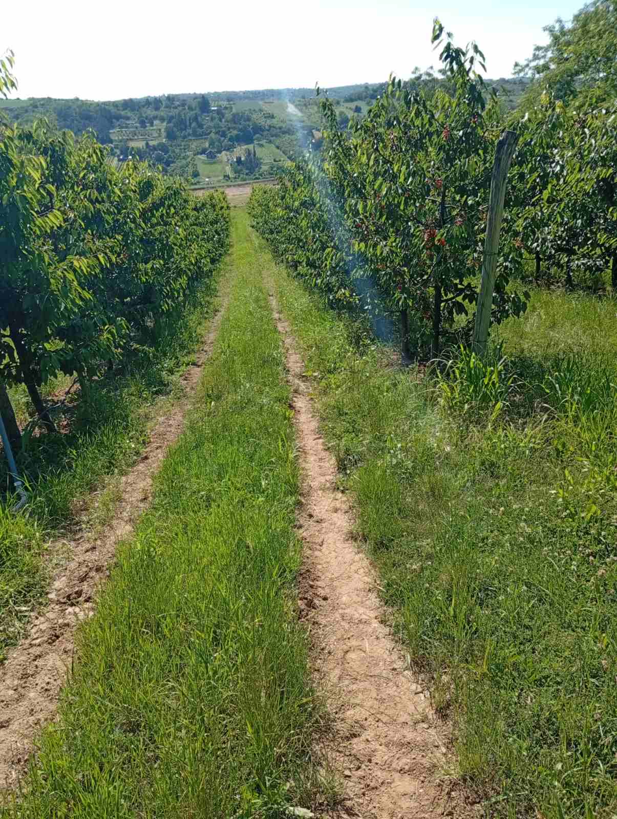 Poljoprivredno zemljište na putu za Stražilovo – Sremski Karlovci | Linea Casa