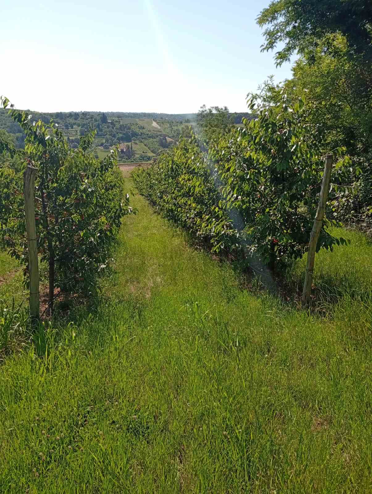 Poljoprivredno zemljište na putu za Stražilovo – Sremski Karlovci, slika 2