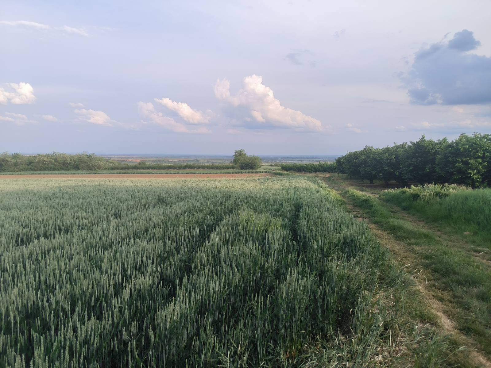 Građevinsko zemljište  – Irig, slika 3