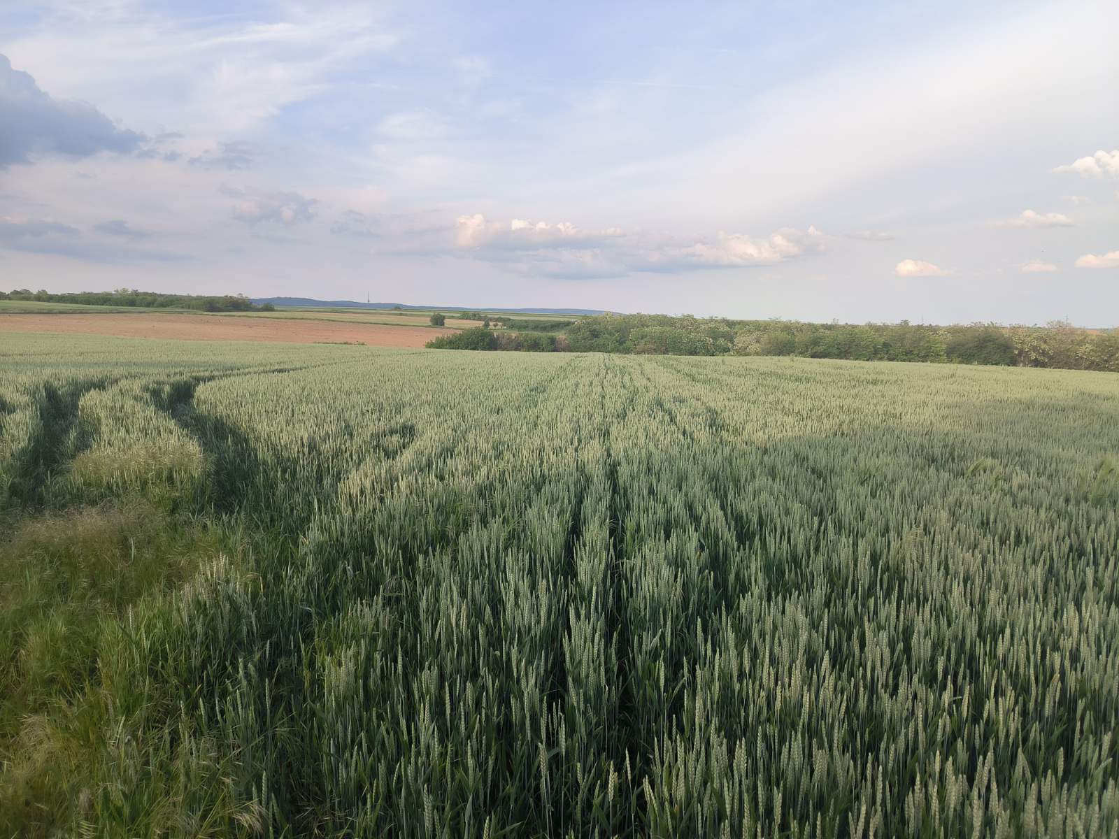 Građevinsko zemljište  – Irig, slika 4