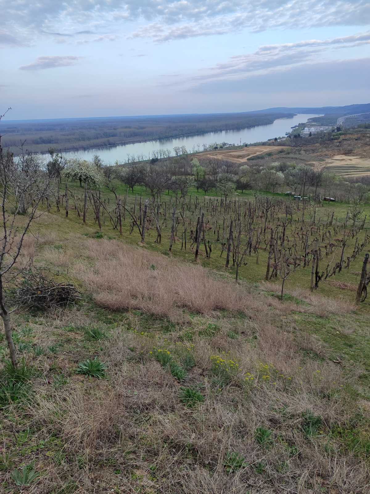 Vinograd sa pogledom – Sremski Karlovci, slika 2