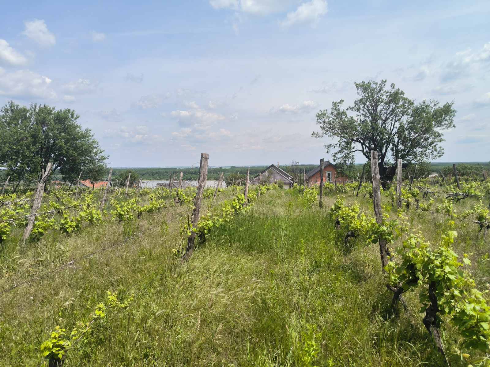 Sremski Karlovci - Gradjevinski plac sa pogledom na Dunav – Sremski Karlovci, slika 3