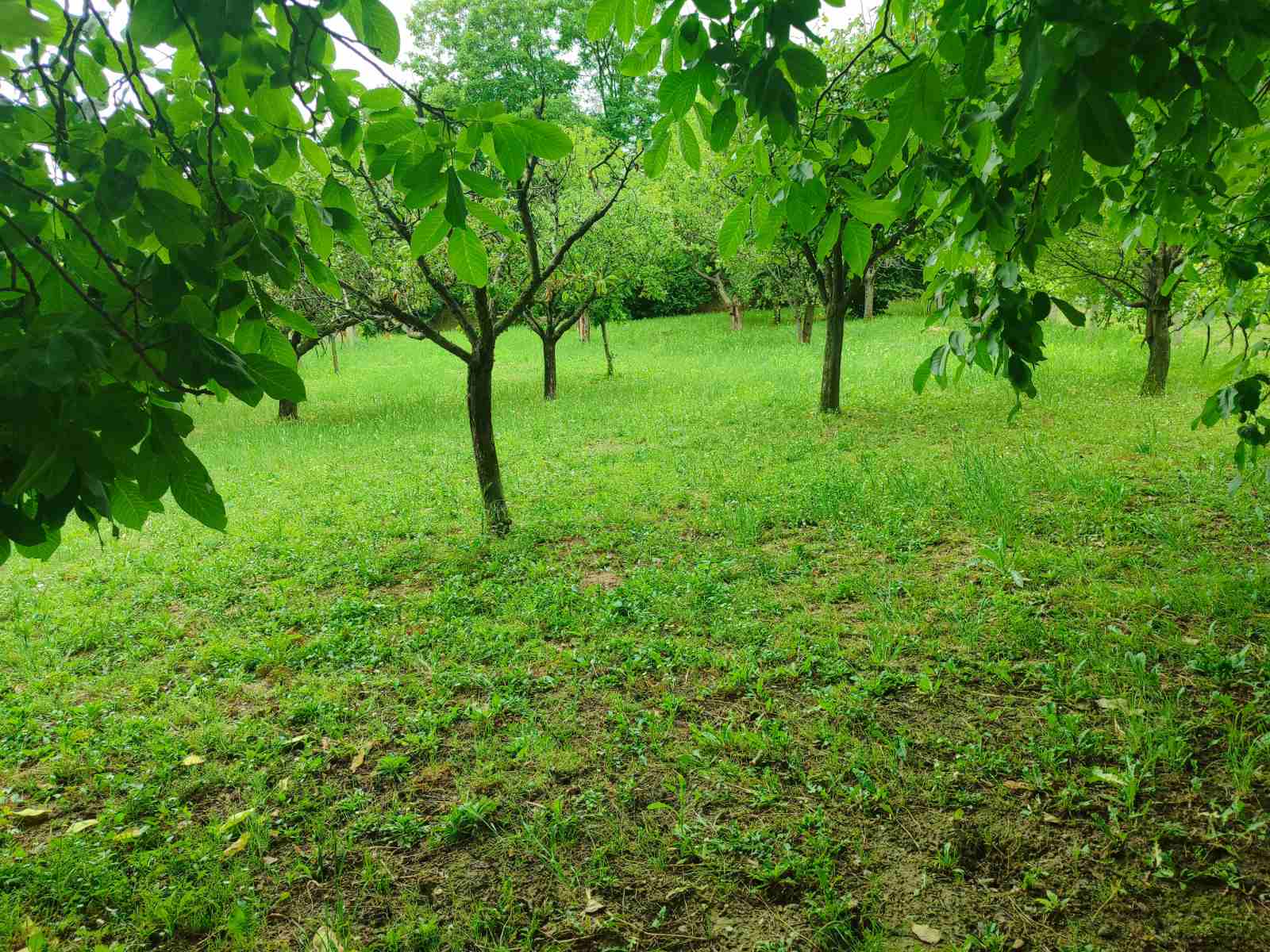 Spratna kuća u Sremskim karlovcima - Dudara – Sremski Karlovci, slika 5